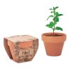 Pot avec graines de menthe bois | sans marquage | non disponible | non disponible | non disponible