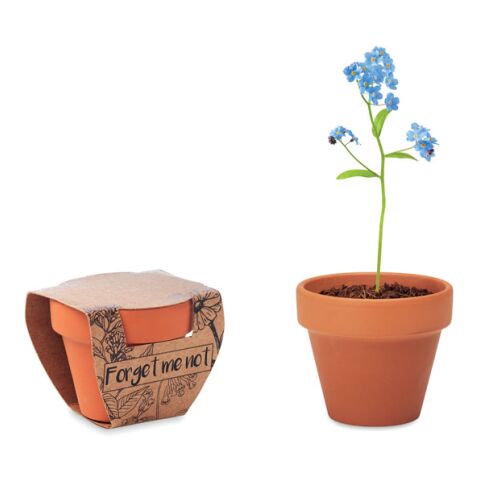 Pot graines de myosotis bois | sans marquage | non disponible | non disponible | non disponible