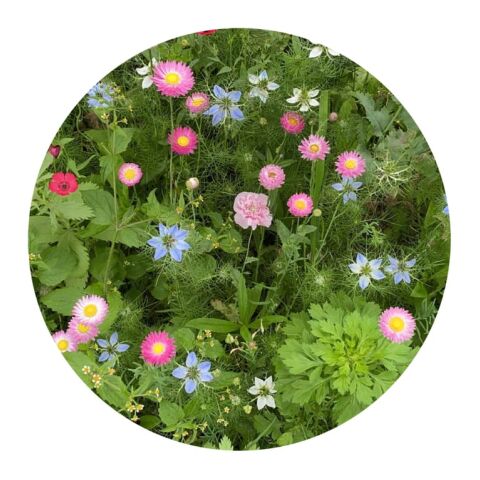 Sachets de graines de fleurs séchées 4 grammes Marron | sans marquage | non disponible | non disponible | non disponible