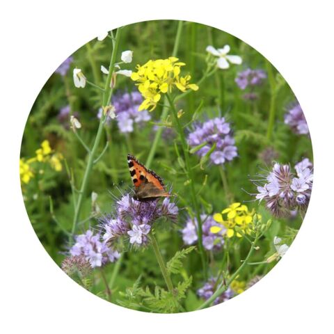 Sachets de graines de fleurs d'abeilles et de papillons 4 grammes Marron | sans marquage | non disponible | non disponible | non disponible