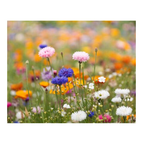 Papier A5 graines de fleurs blanc | sans marquage | non disponible | non disponible