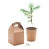 Kit de plantation avec graines de pin beige | sans marquage | non disponible | non disponible | non disponible