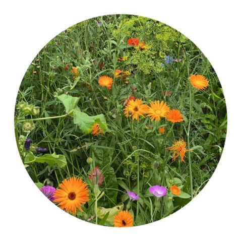 Sachets de graines de fleurs sauvages 4 grammes Marron | sans marquage | non disponible | non disponible | non disponible