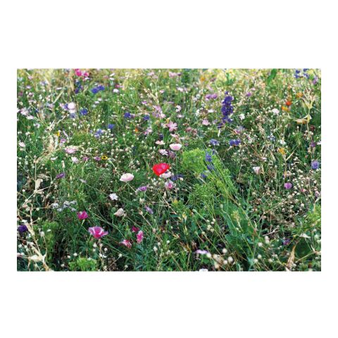 graines de mélange de fleurs beige | sans marquage | non disponible | non disponible | non disponible