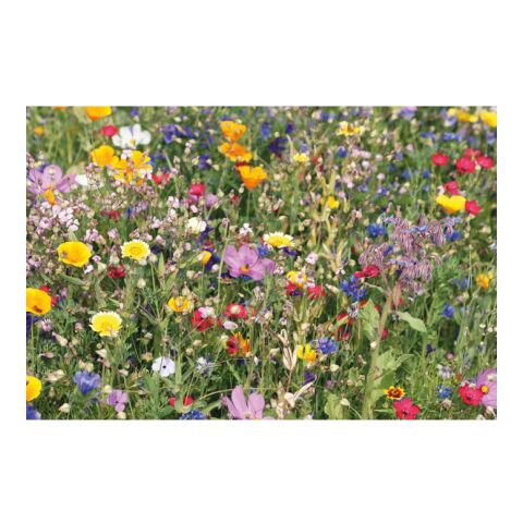 Enveloppe graines fleurs sauvag beige | sans marquage | non disponible | non disponible | non disponible