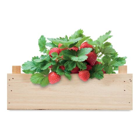 Graines de fraises dans une caisse bois | sans marquage | non disponible | non disponible | non disponible