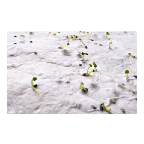 Papier A5 graines de fleurs blanc | sans marquage | non disponible | non disponible