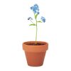 Pot graines de myosotis bois | sans marquage | non disponible | non disponible | non disponible