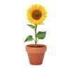 Pot graines de tournesol bois | sans marquage | non disponible | non disponible | non disponible