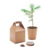 Kit de plantation avec graines de pin beige | sans marquage | non disponible | non disponible | non disponible