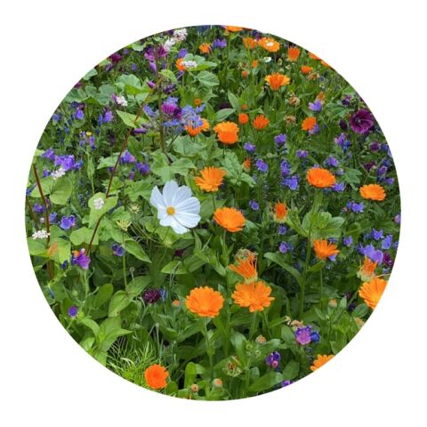 Sachets de graines de fleurs coupées 4 grammes Marron | sans marquage | non disponible | non disponible | non disponible