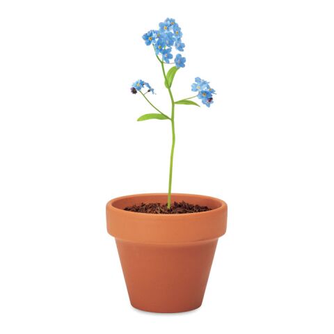 Pot graines de myosotis bois | sans marquage | non disponible | non disponible | non disponible
