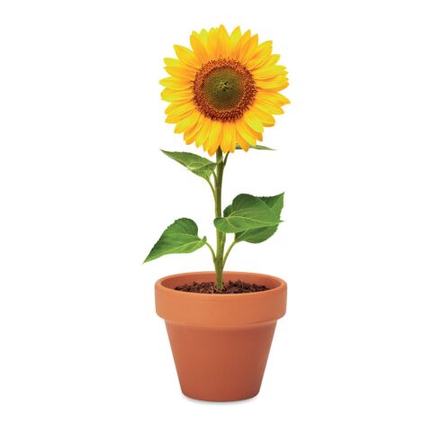 Pot graines de tournesol bois | sans marquage | non disponible | non disponible | non disponible