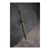 Parapluie 23" en rPET AWARE™ VINGA Bosler vert | sans marquage | non disponible | non disponible